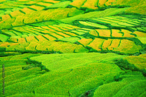 Reisterassen Felder satt gr  n und gelb  Ernte reif  Reis am H  gel  Hang  Berg  Bergdorf  Bauern  Reisbauern in Asien  Sch  nheit Panorama leuchtend saftige Pflanzen  Ricefield Asia  Himalayans  Bhutan