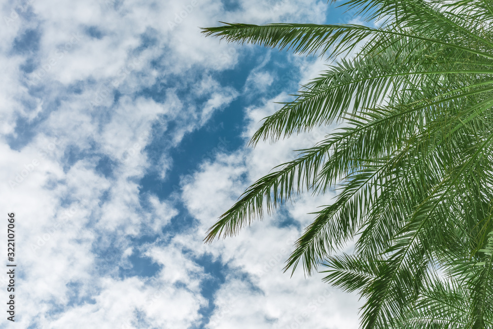 Palm branches of a tropical beach. Background. Place for text