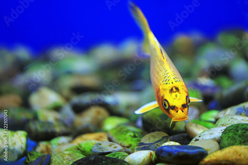 Koi swimming in aquarium