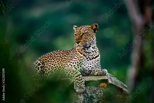 Obraz Afrykański lampart odpoczywa na skale chującej w krzaku. Niesamowity lampart w naturalnym środowisku. Sceny dzikiej przyrody z rezerwy krajowej Samburu, Kenia, Afryka. Panthera pardus pardus.