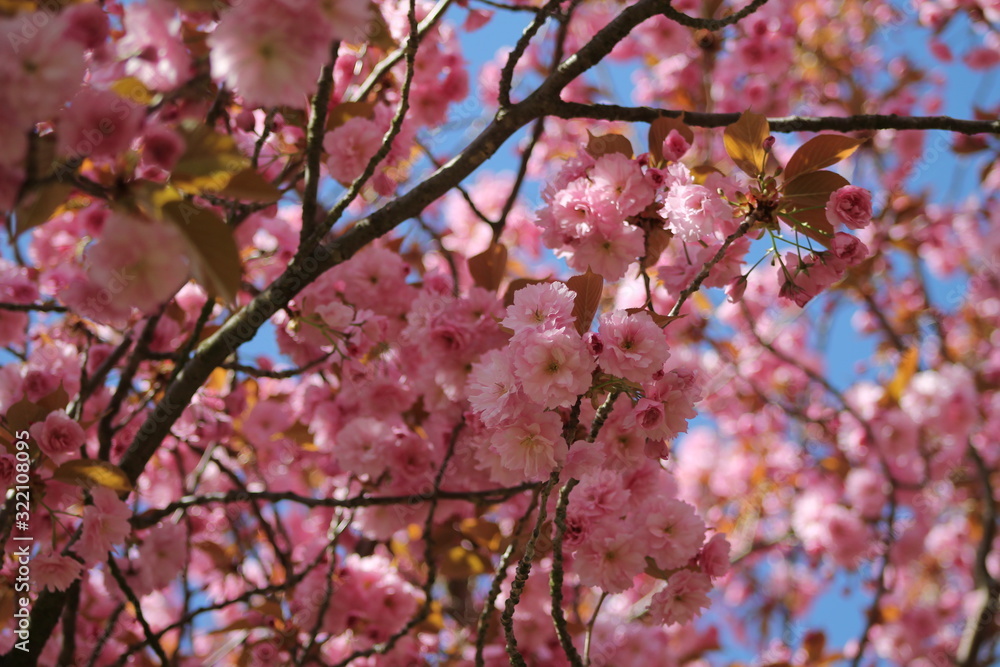 Obraz premium Kirschbaumblüten