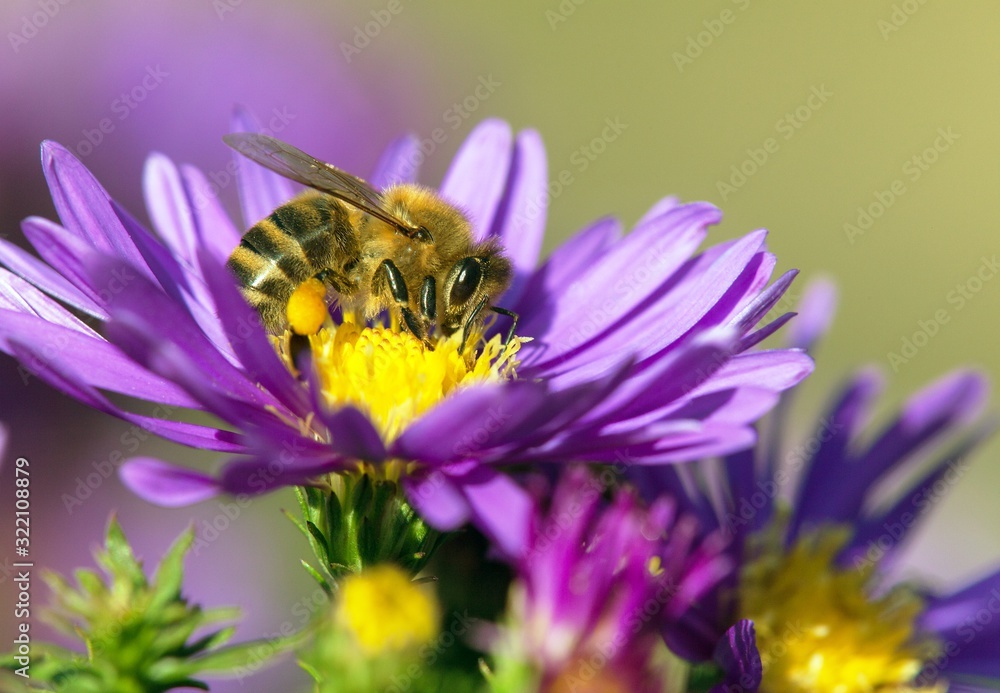 bee or honeybee sitting on flower, Apis Mellifera bee or honeybee sitting on flower, Apis Mellifera