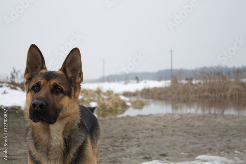 cute dogbeautiful dog by the river photo