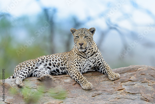 Leopard in the wilderness of Africa © Ozkan Ozmen