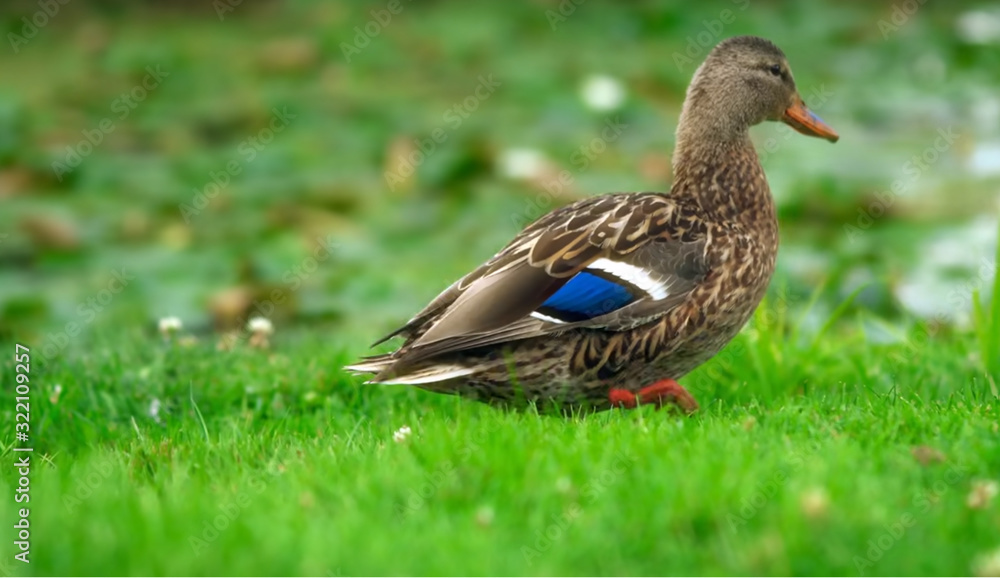Obraz premium The duck is a representative of birds from several genera of the duck family: peganki, diving ducks, savki, river ducks, steamboat ducks, musk ducks, and krochali; in total, more than 110 species. Duc