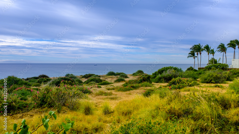 landscape with trees and blue sky by ocean
