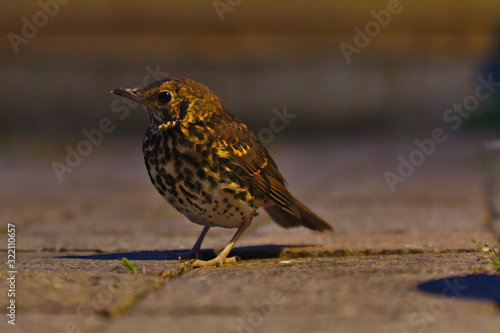 Closeup of a bird in the garden. Blurry grey and brown background with overall golden color. 