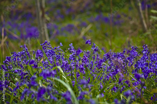 Bluebell blossom in meadow. Blue and green