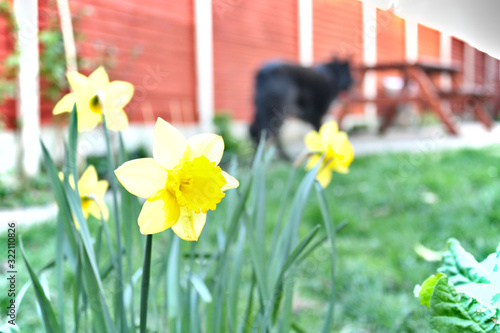 Yellow daffodils in the garden with blurred black dog, garden table, brown fence and white poles in the background.