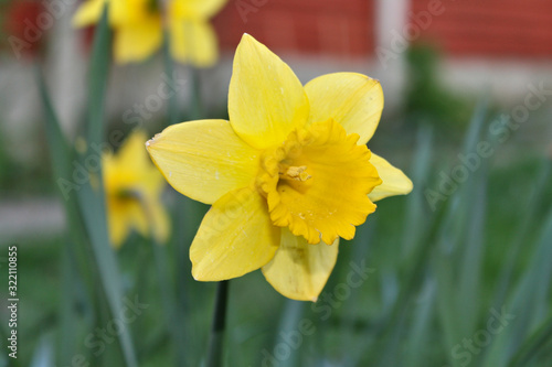 Yellow daffodil in the garden with blurred background