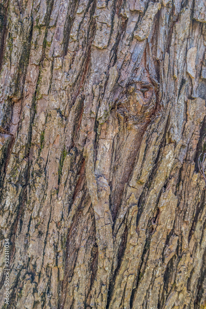 Obraz premium Tree bark closeup background and textures