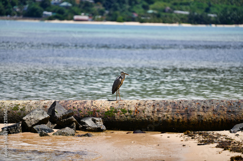 Grey heron (Ardea cinerea) standing on rusty pipeline on the beach, Anse A La Mouche, Mahe Island, Seychelles.