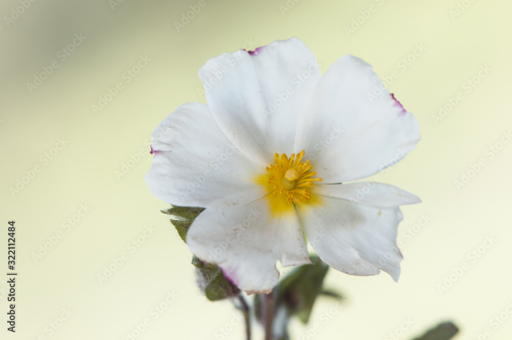 Obraz premium Cistus monspeliensis Montpellier common shrub in Andalusia with delicate white flowers with orange yellow stamens