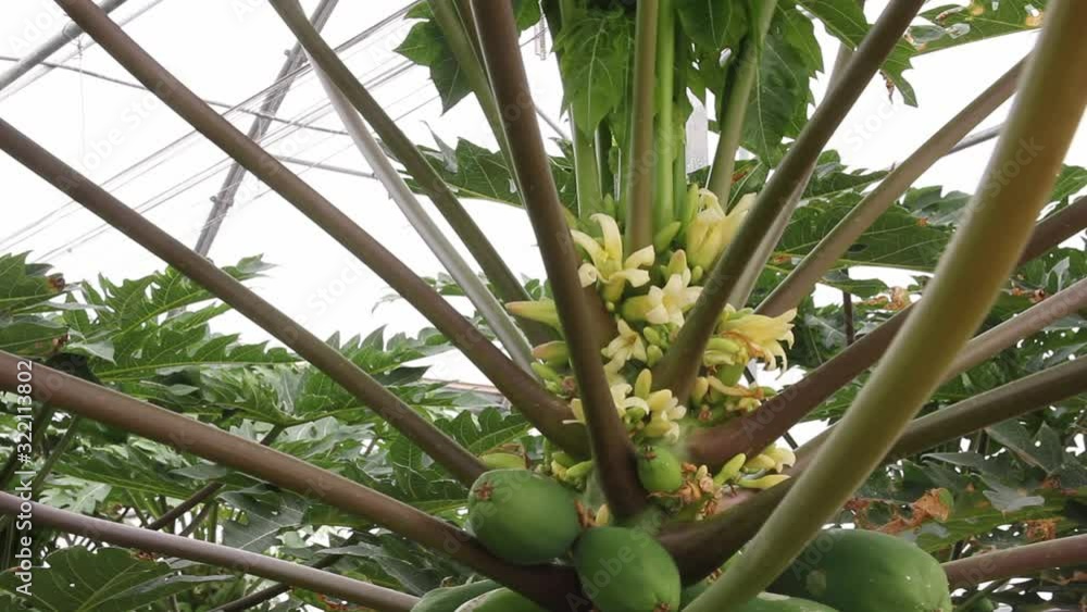 Frutas de papaya en la planta
