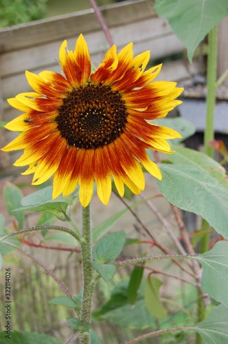 sunflower in field