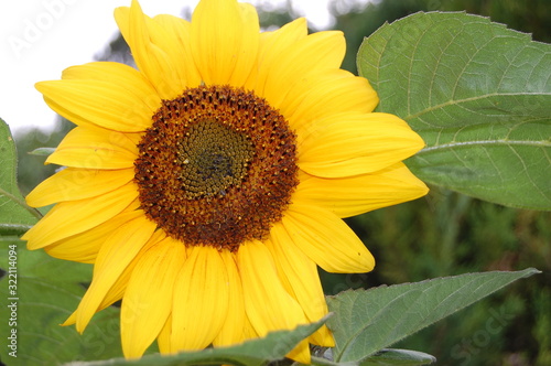 close up of yellow sunflower