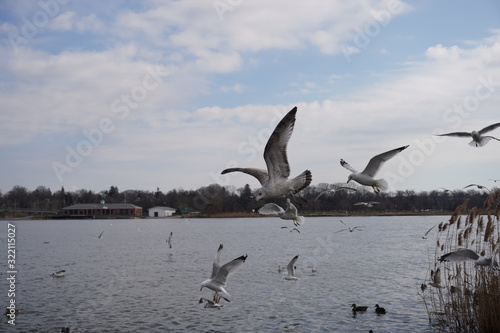 flock of seagulls in the lake