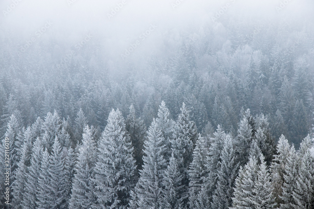 Foggy winter landscape. Snow covered pine trees in the wilderness Foggy winter landscape. Snow covered pine trees in the wilderness