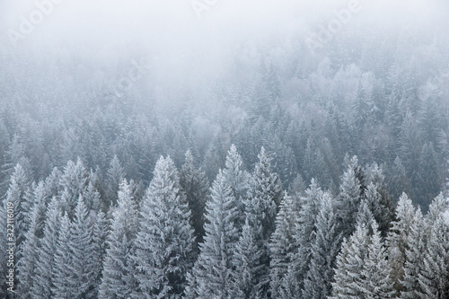 Foggy winter landscape. Snow covered pine trees in the wilderness