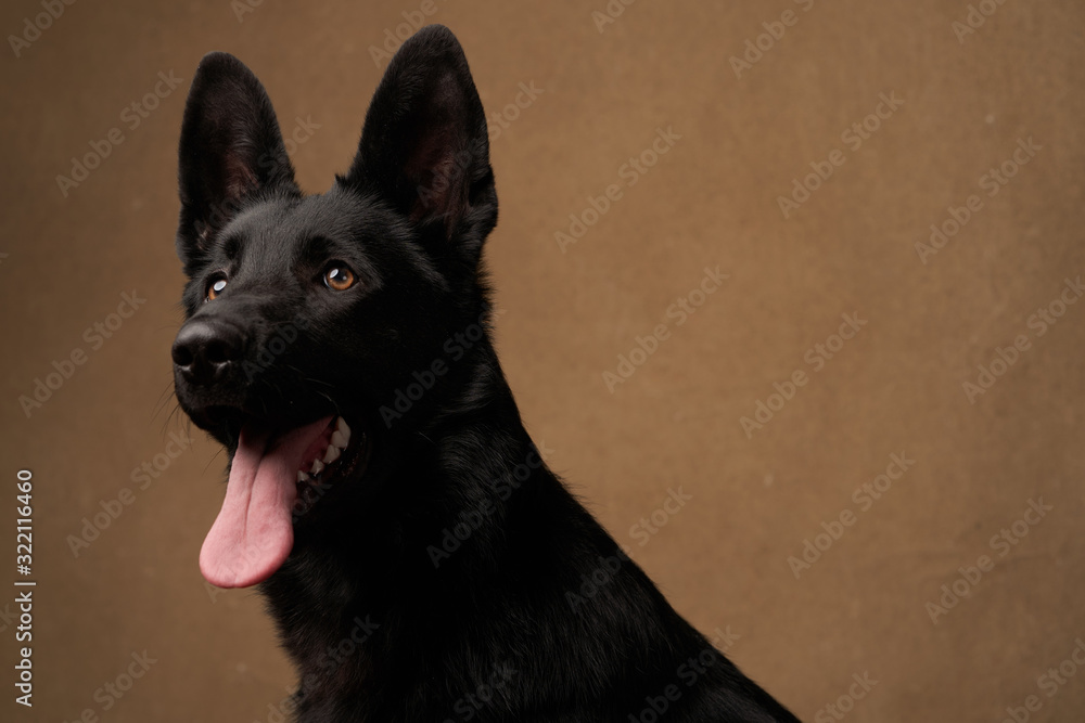 Portrait of Dutch Shepherd Dog, close-up.