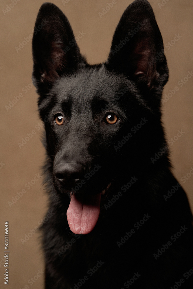 Portrait of Dutch Shepherd Dog, close-up.