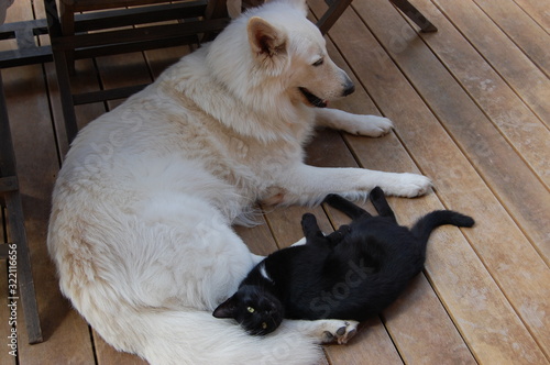 black cat and  white dog