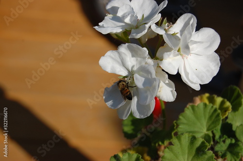 bee on a white flower