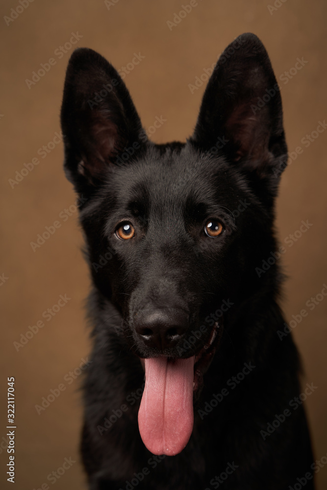 German Shepherd Dog on brown background with copy space, close-up. German Shepherd Dog on brown background with copy space, close-up.