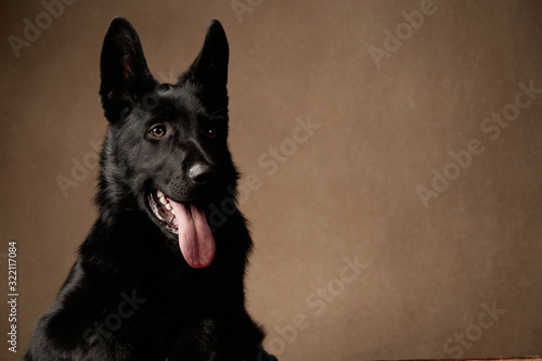 German Shepherd Dog on brown background with copy space, close-up.