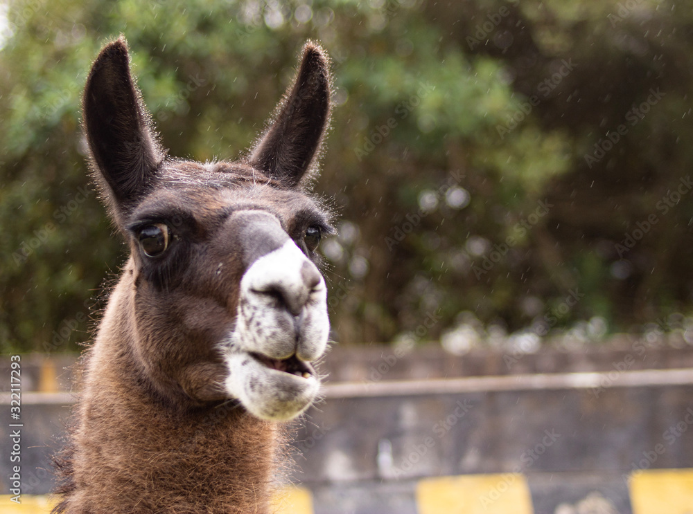 Obraz premium Llama en Quito 