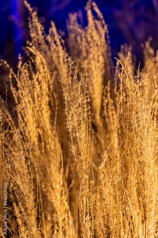 Fototapeta premium Golden dried wild grass at sunset