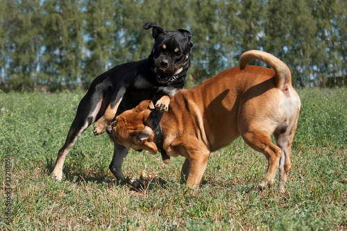 Two cadebo dogs fight and play in the field in summer