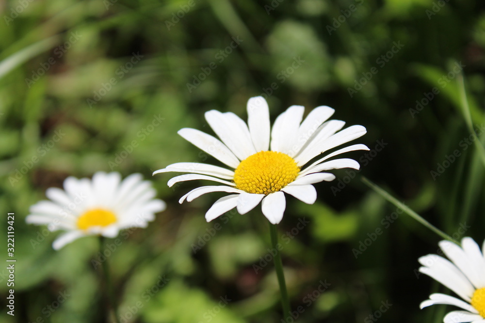 Fototapeta premium Chamomile