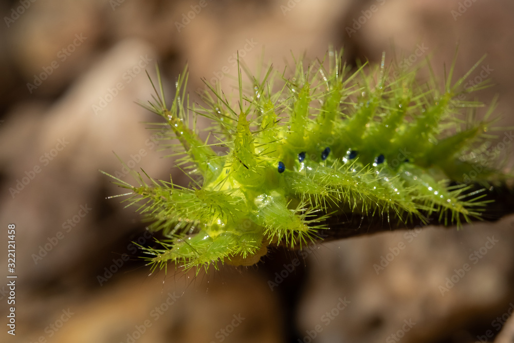 Nettle Caterpillar Nettle Caterpillar
