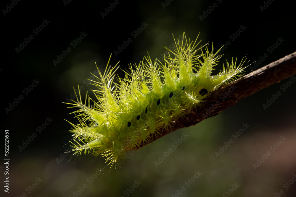 Fototapeta premium Nettle Caterpillar