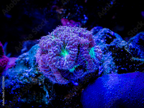 Purple and Green Blastomussa wellsi (LPS coral) in a reef aquarium