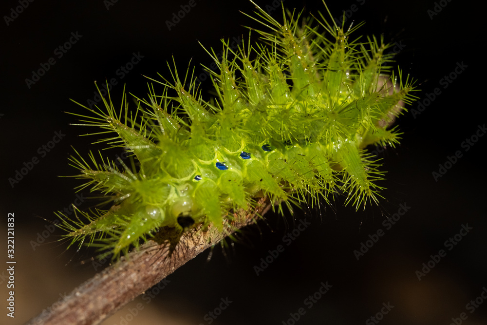 Nettle Caterpillar Nettle Caterpillar