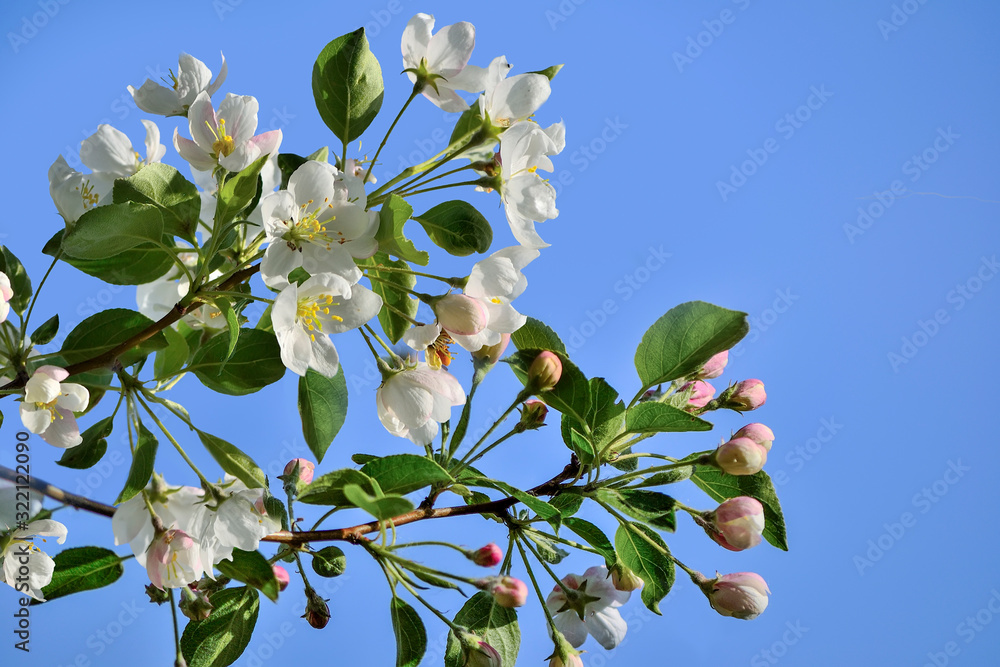 Fototapeta premium Spring blossoming branches of apple tree on blue sky background