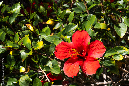 Kleiner Botaniker im Schutzanzug untersucht eine Hibiskus-Blume photo