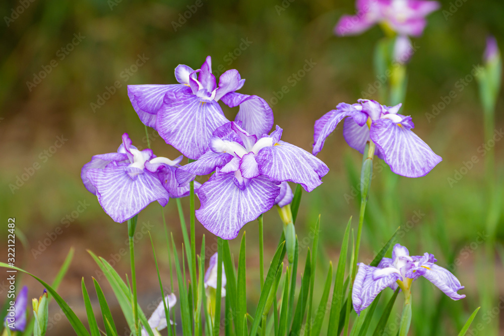 ハナショウブの花