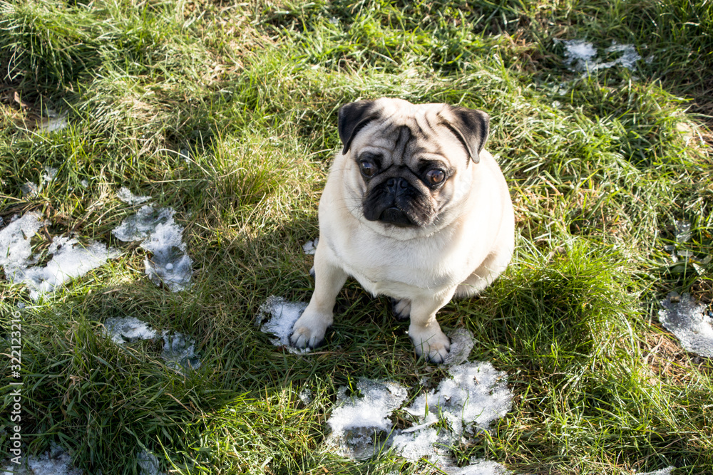 Obraz premium Close plane of a french bulldogFrench bulldog on the lawn with the first snow. Favorite pet. Puppy joy.