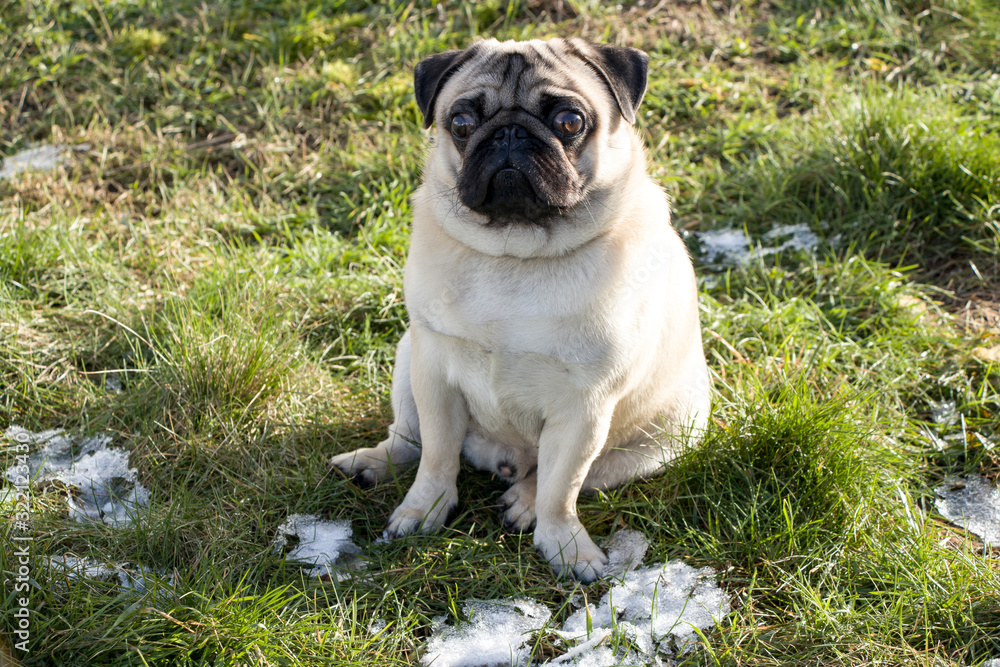 Close plane of a french bulldogFrench bulldog on the lawn with the first snow. Favorite pet. Puppy joy.