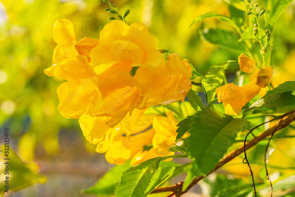 Close up Yellow elder, Yellow bells, or Trumpetflower and green leaf background. Scientific name is Tecoma. Close up Yellow elder, Yellow bells, or Trumpetflower and green leaf background. Scientific name is Tecoma.