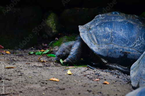 Aldabra giant tortoise browsing leaves Mahe Island Seychelles. Close-up.