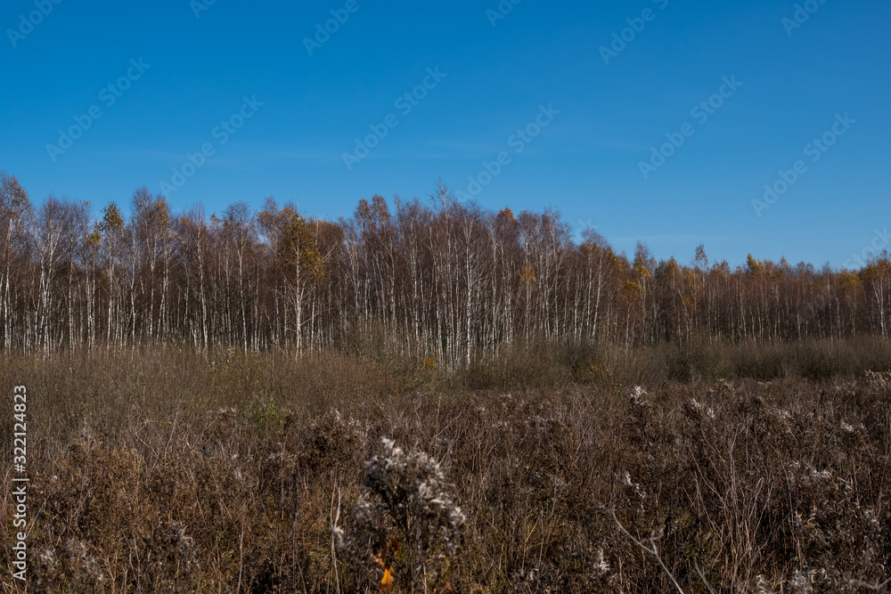 landscape with swamps covered with phragmites and birch trees