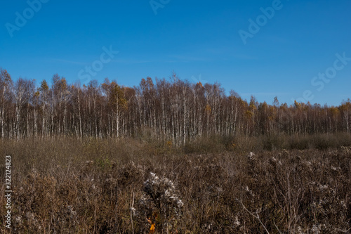 landscape with swamps covered with phragmites and birch trees
