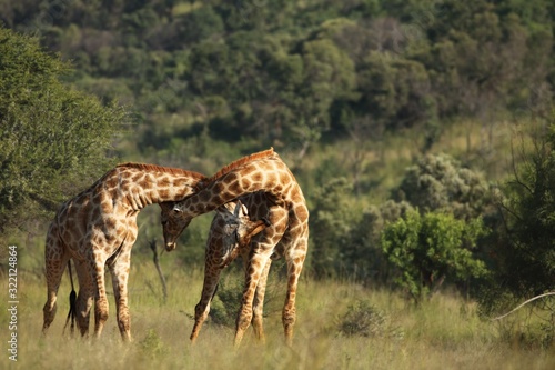 A African giraffes young male (Giraffa camelopardalis giraffa) fighting together.