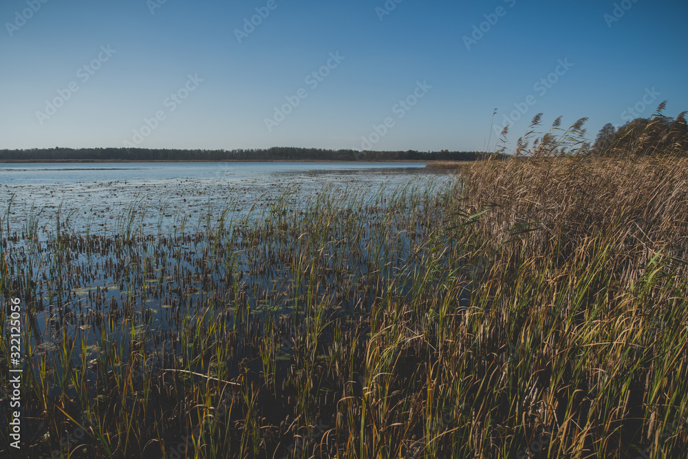phragmites on a shore of a dystrophic lake phragmites on a shore of a dystrophic lake