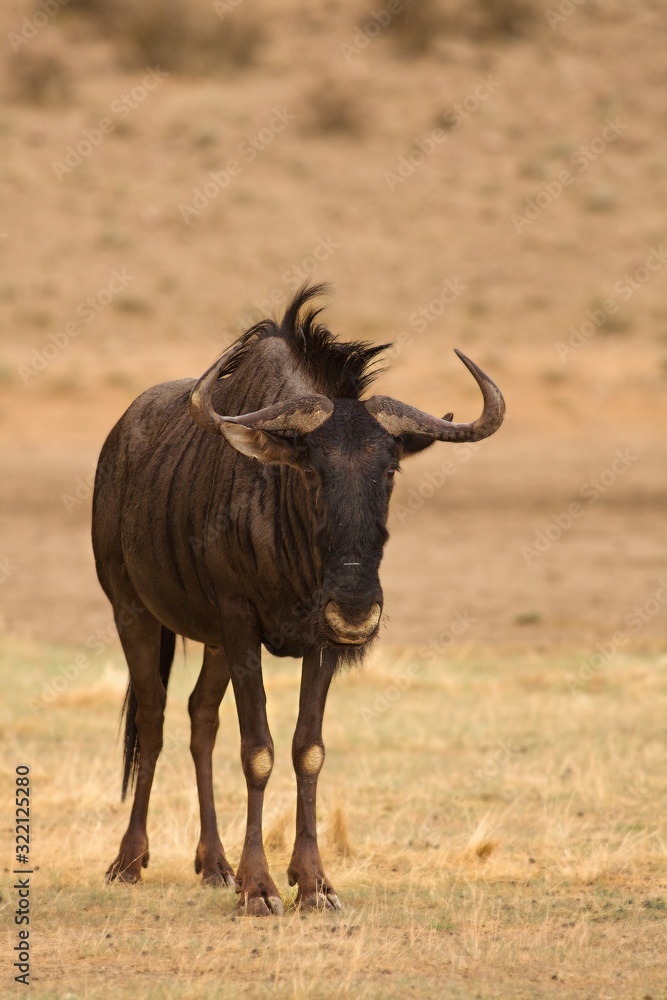 A blue wildebeest (Connochaetes taurinus) calmly staying in dry grassland. A blue wildebeest (Connochaetes taurinus) calmly staying in dry grassland.