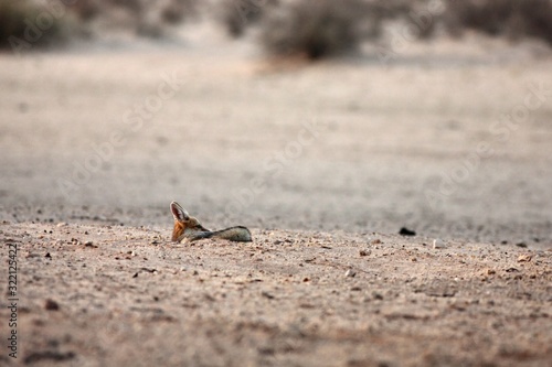 Cape fox (Vulpes chama) lying on the sand in Kalahari desert.